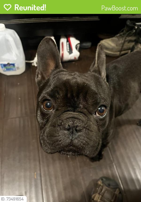 Reunited Male Dog last seen El Molino and Main St, Alhambra, CA 91801