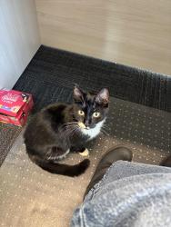 Found/Stray Unknown Cat last seen Airport/Museum RD and Celanese, Rock Hill, SC 29732