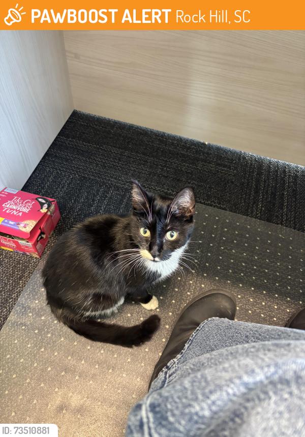 Found/Stray Unknown Cat last seen Airport/Museum RD and Celanese, Rock Hill, SC 29732