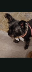 Lost Female Dog last seen Croston grocery, Morris, AL 35116