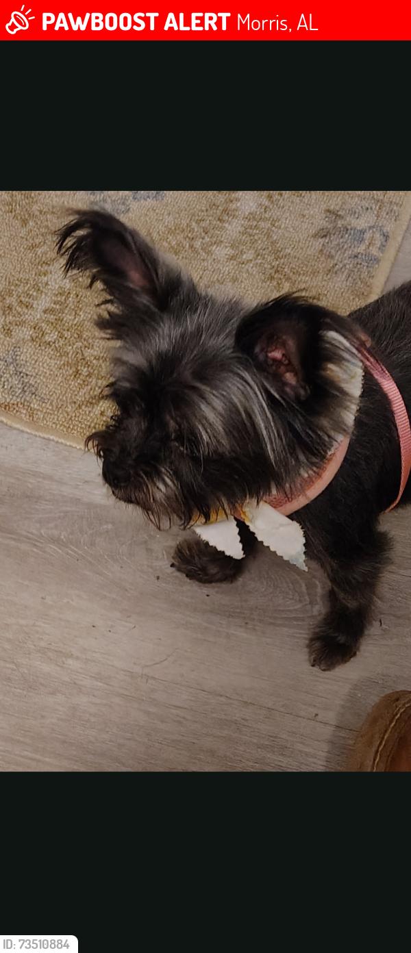 Lost Female Dog last seen Croston grocery, Morris, AL 35116