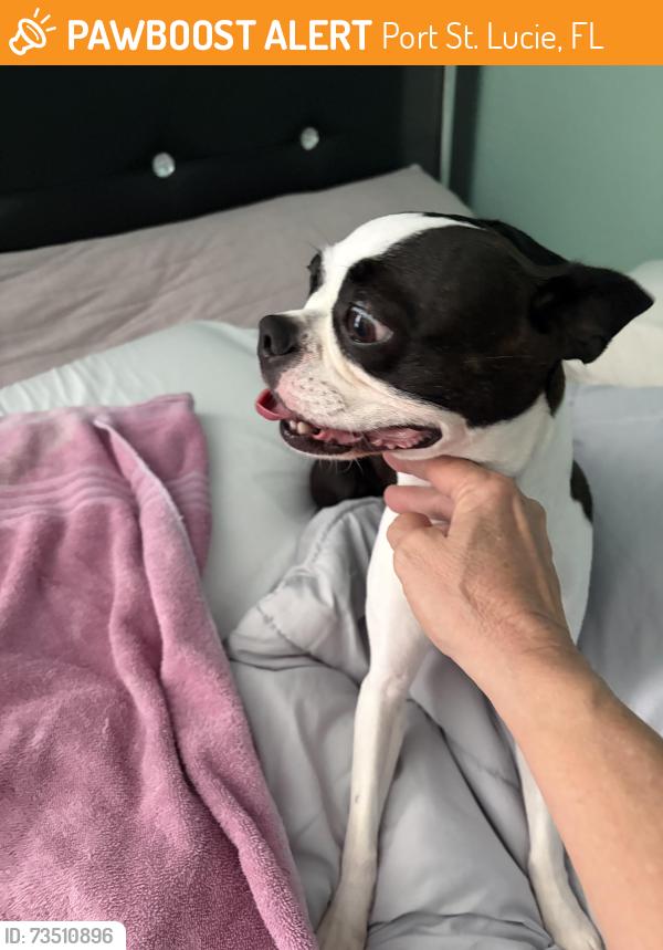Found/Stray Female Dog last seen Tumble and Mallard Street, Port St. Lucie, FL 34953