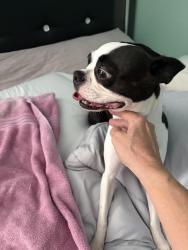 Found/Stray Female Dog last seen Tumble and Mallard Street, Port St. Lucie, FL 34953