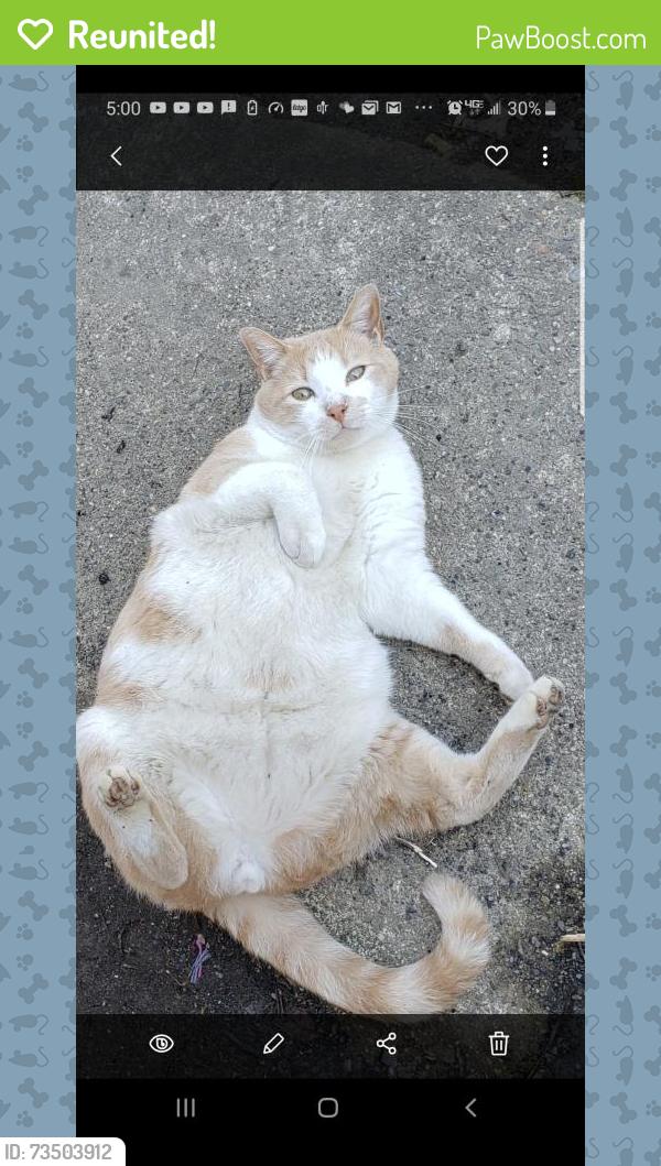 Reunited Male Cat last seen Bellevue Ave and spring street Penndel PA, Penndel, PA 19047