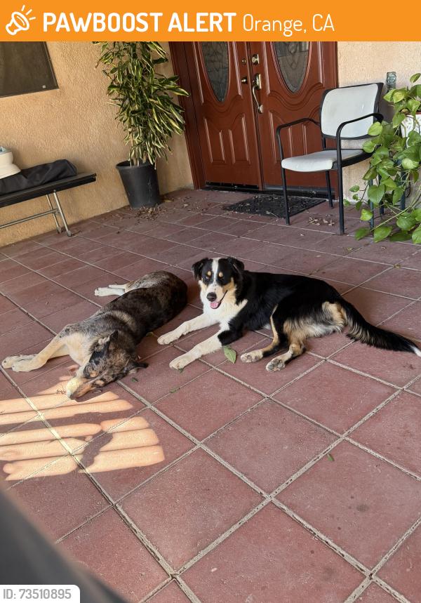 Found/Stray Unknown Dog last seen Bond Ave and S Church St, Orange, CA 92869