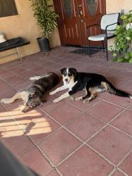 Found/Stray Unknown Dog last seen Bond Ave and S Church St, Orange, CA 92869