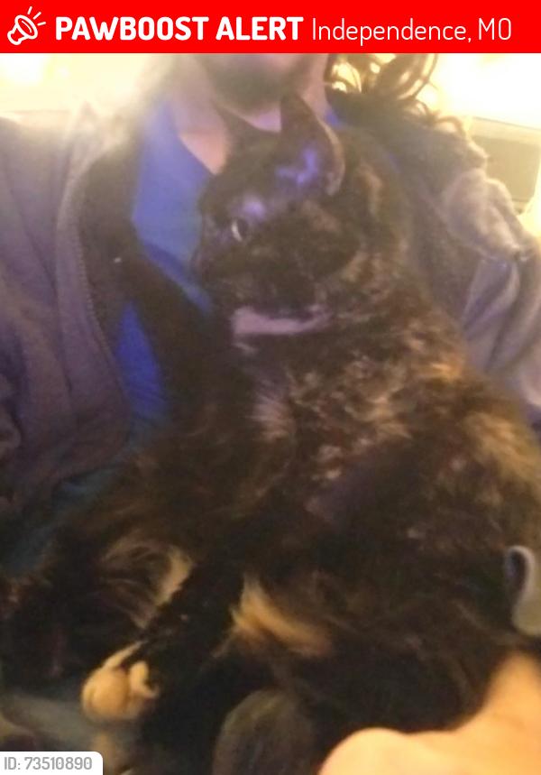 Lost Female Cat last seen Fuller and Walmut, past the steeple, Independence, MO 64050