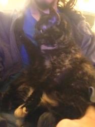 Lost Female Cat last seen Fuller and Walmut, past the steeple, Independence, MO 64050