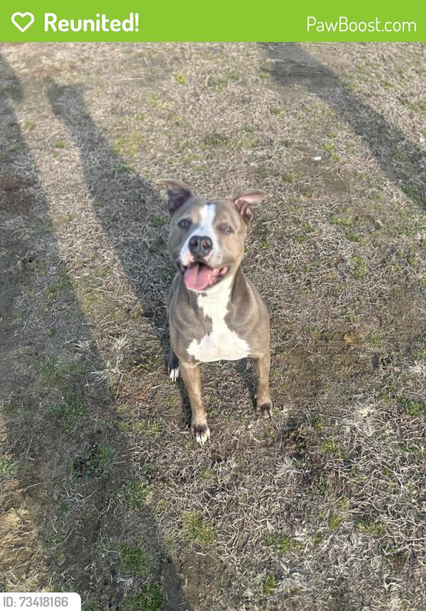 Reunited Female Dog last seen At home., Roseboro, NC 28382