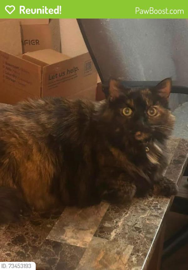 Reunited Female Cat last seen Horizon Elementary Area Murray blvd Glendon way condos, Murray, UT 84123