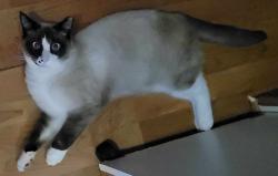 Lost Male Cat last seen Elm st, Countryside, IL 60525