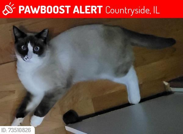 Lost Male Cat last seen Elm st, Countryside, IL 60525