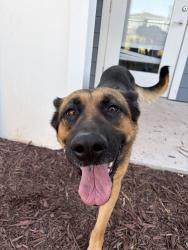 Found/Stray Female Dog last seen Old Stage Road and Fanny Brown, Wake County, NC 27603