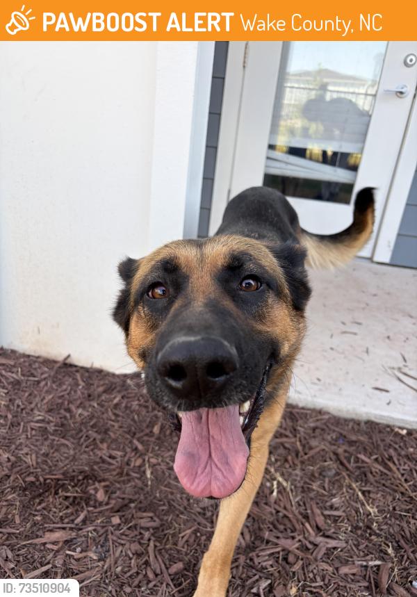 Found/Stray Female Dog last seen Old Stage Road and Fanny Brown, Wake County, NC 27603