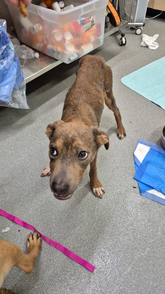 Shelter Stray Male Dog last seen , 5302 Stone St, Chattanooga, TN 37412, USA