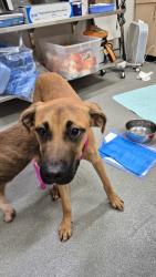 Shelter Stray Male Dog last seen , 5302 Stone St, Chattanooga, TN 37412, USA