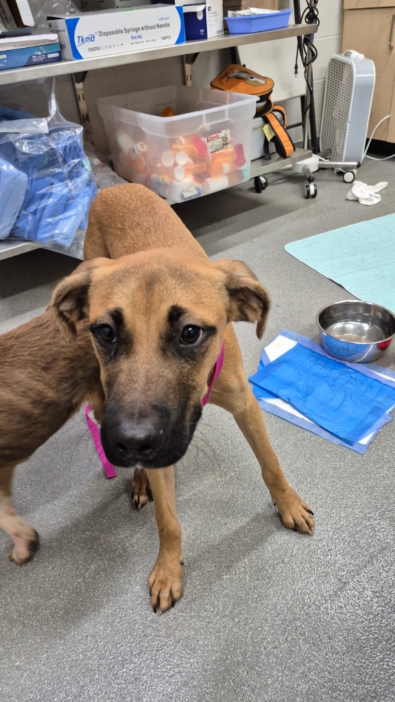 Shelter Stray Male Dog last seen , 5302 Stone St, Chattanooga, TN 37412, USA