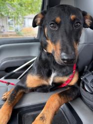 Shelter Stray Male Dog last seen Midwest City, 8485 E Reno Ave, Midwest City, OK 73110, USA