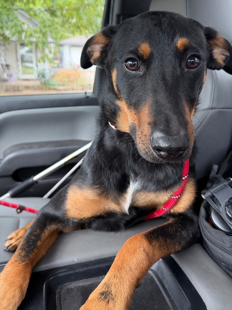 Shelter Stray Male Dog last seen Midwest City, 8485 E Reno Ave, Midwest City, OK 73110, USA
