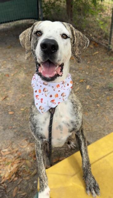 Shelter Stray Male Dog last seen Bexar County, 3353 Morningside Dr, New Braunfels, TX 78132, USA