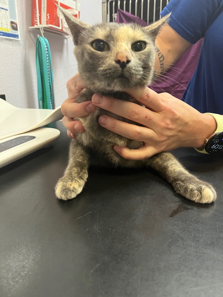 Shelter Stray Female Cat last seen Bexar County, 3353 Morningside Dr, New Braunfels, TX 78132, USA