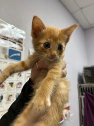 Shelter Stray Female Cat last seen Bexar County, 3353 Morningside Dr, New Braunfels, TX 78132, USA