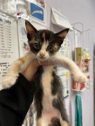 Shelter Stray Female Cat last seen Bexar County, 3353 Morningside Dr, New Braunfels, TX 78132, USA