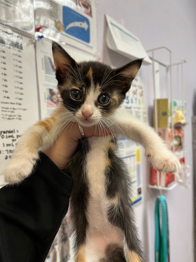 Shelter Stray Female Cat last seen Bexar County, 3353 Morningside Dr, New Braunfels, TX 78132, USA