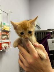 Shelter Stray Male Cat last seen Bexar County, 3353 Morningside Dr, New Braunfels, TX 78132, USA