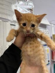 Shelter Stray Female Cat last seen Bexar County, 3353 Morningside Dr, New Braunfels, TX 78132, USA