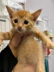 Shelter Stray Male Cat last seen Bexar County, 3353 Morningside Dr, New Braunfels, TX 78132, USA