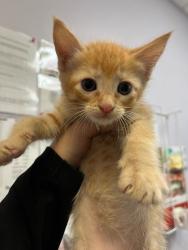 Shelter Stray Female Cat last seen Bexar County, 3353 Morningside Dr, New Braunfels, TX 78132, USA