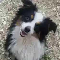 Reunited Female Dog last seen Dowdell @ Root Rd, Klein, TX 77389