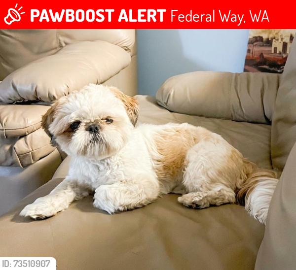 Lost Male Dog last seen S 288st, Federal Way, WA 98003