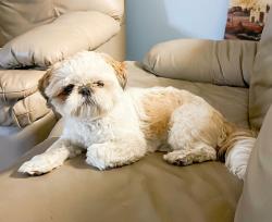 Lost Male Dog last seen S 288st, Federal Way, WA 98003