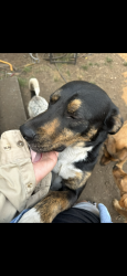 Lost Male Dog last seen Ainsworth ave s, Parkland, WA 98444
