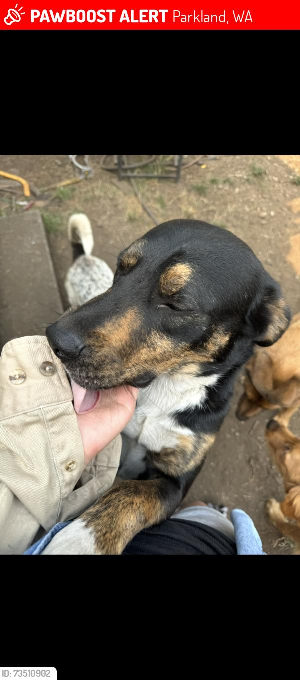 Lost Male Dog last seen Ainsworth ave s, Parkland, WA 98444