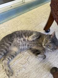 Found/Stray Male Cat last seen Morse and San Juan, Lady Lake, FL 32159