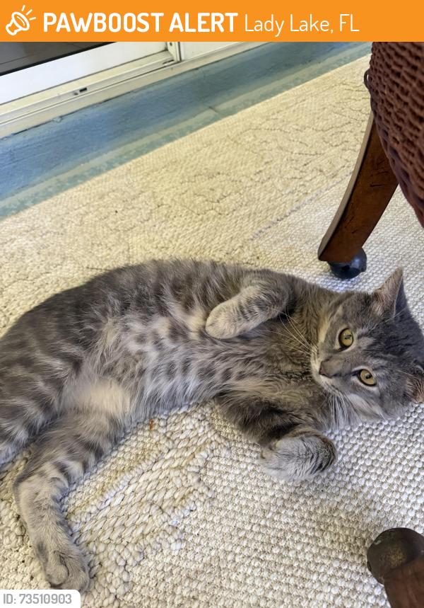 Found/Stray Male Cat last seen Morse and San Juan, Lady Lake, FL 32159
