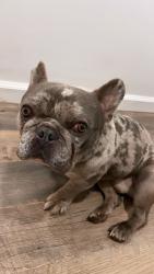 Reunited Male Dog last seen Near Rio Hondo El Monte ca 91733, El Monte, CA 91733