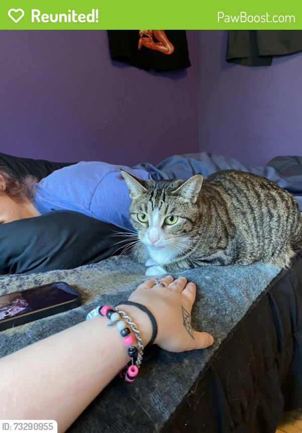 Reunited Female Cat last seen Reinking and Damisch Road, near Milk hse and Gather, Pingree Grove, IL 60140