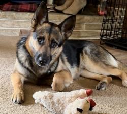 Lost Female Dog last seen Grandview Cemetery, Salem, OH 44460