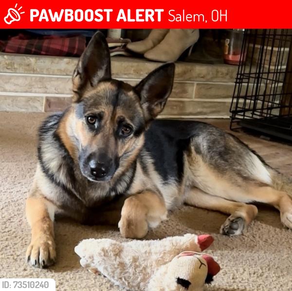 Lost Female Dog last seen Grandview Cemetery, Salem, OH 44460