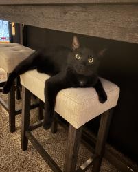 Lost Male Cat last seen Ida Ave and Central St, Oshkosh, WI 54901