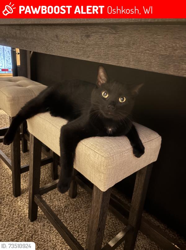 Lost Male Cat last seen Ida Ave and Central St, Oshkosh, WI 54901