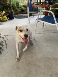 Found/Stray Female Dog last seen Orange Brooke subdivision, Lockhart, FL 32810