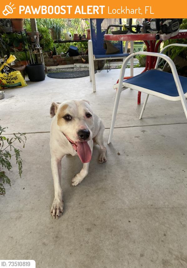 Found/Stray Female Dog last seen Orange Brooke subdivision, Lockhart, FL 32810