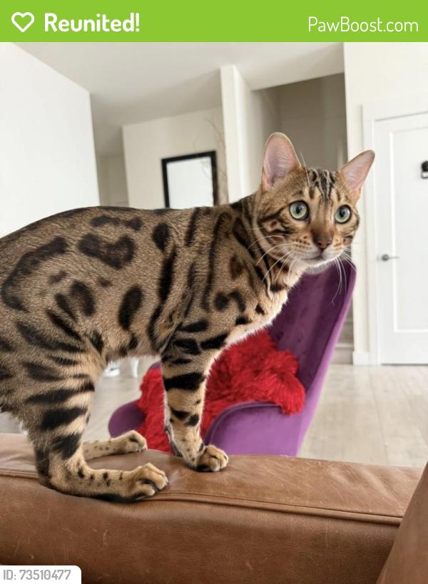 Reunited Male Cat last seen Near independence store 80th, Langley Township, BC V2Y 0Y6