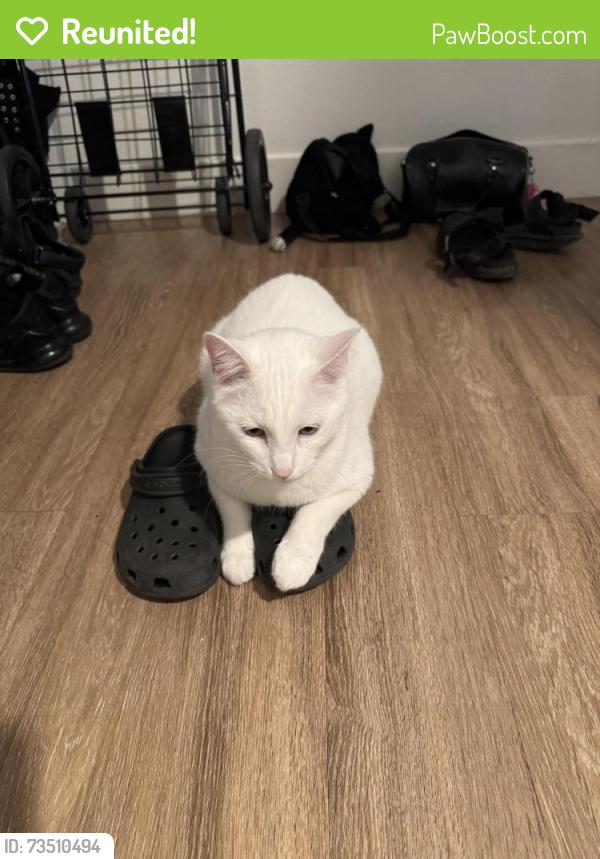 Reunited Male Cat last seen Walters 303 pizza and Uptown Square apmts, Denver, CO 80203