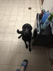 Lost Male Dog last seen Near Moore J Hampton, Philadelphia, PA 19111